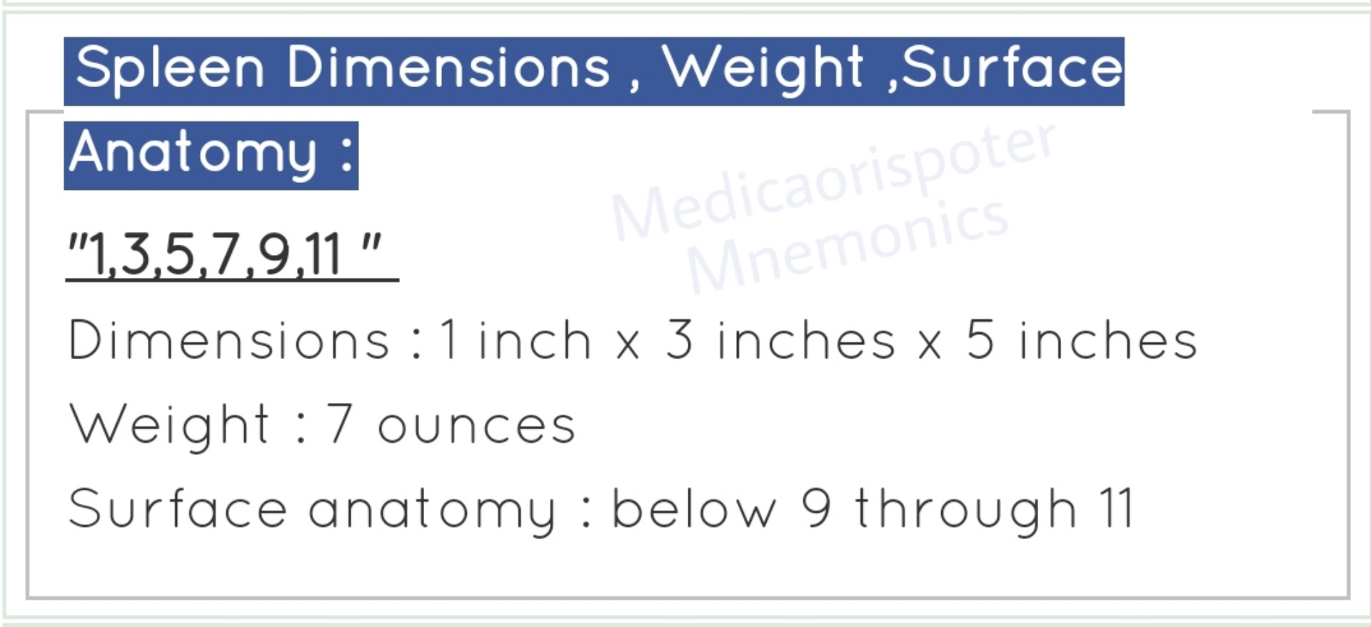 Spleen Dimensions Weight and Surfaces Anatomy