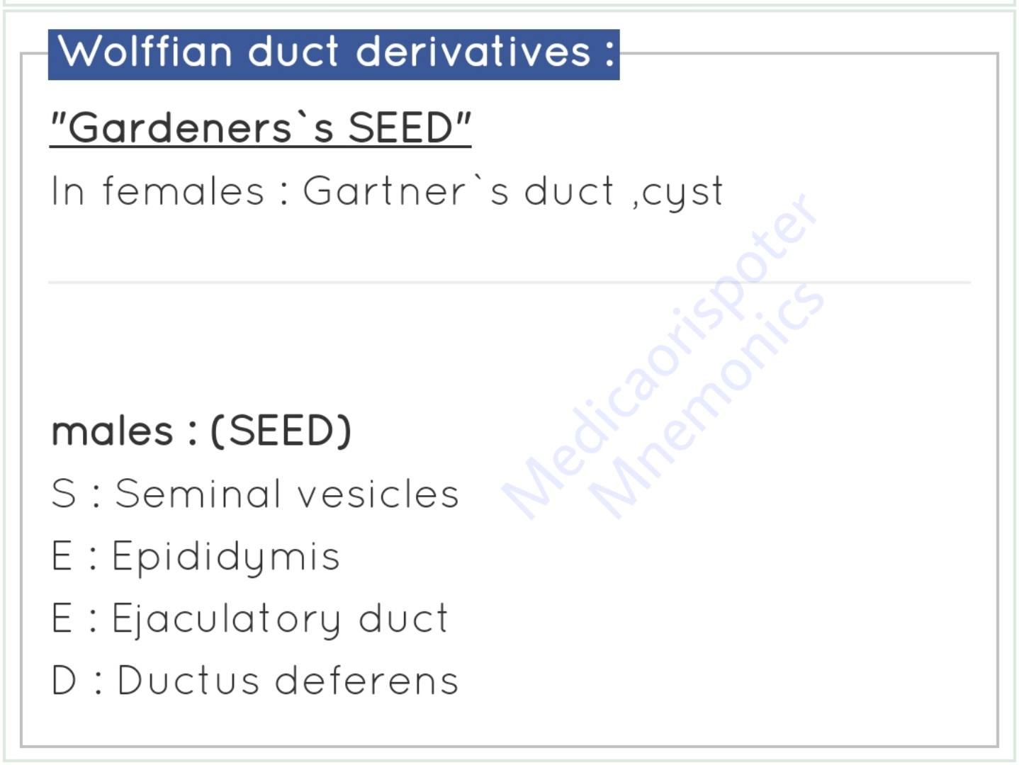 Derivatives of Wolffian Duct