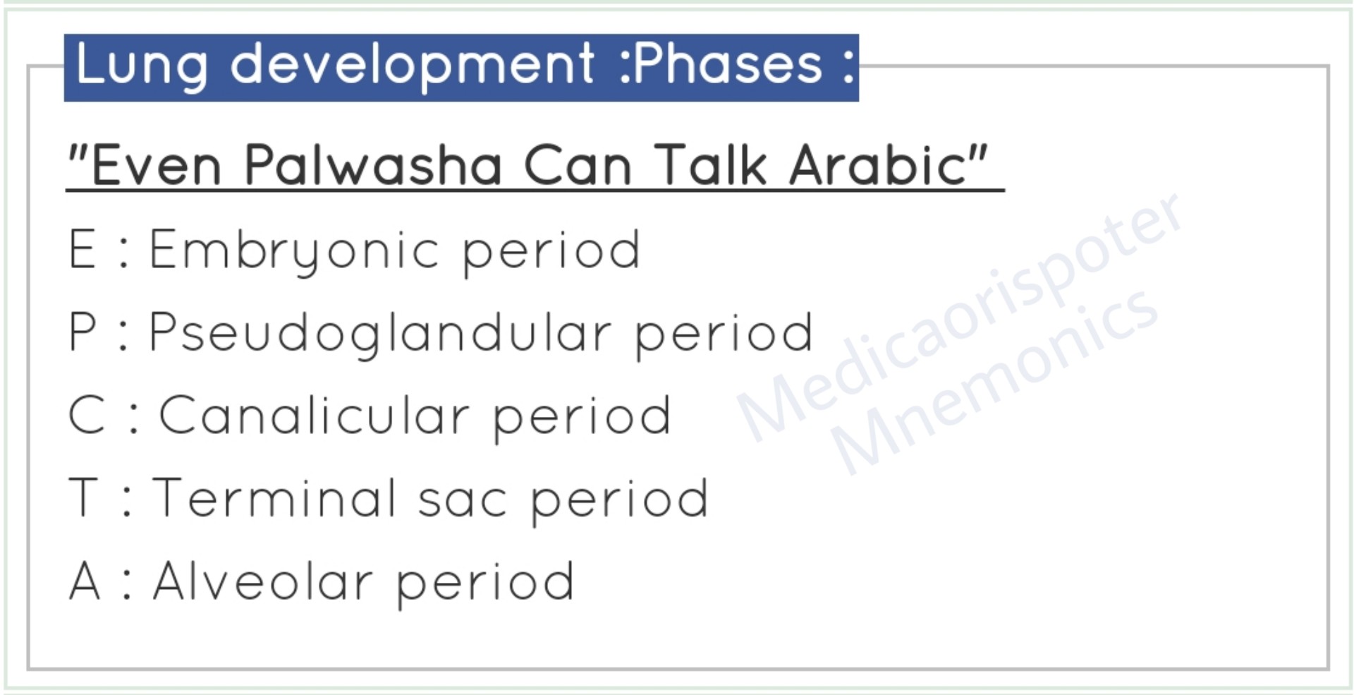 Phases of Lung Development