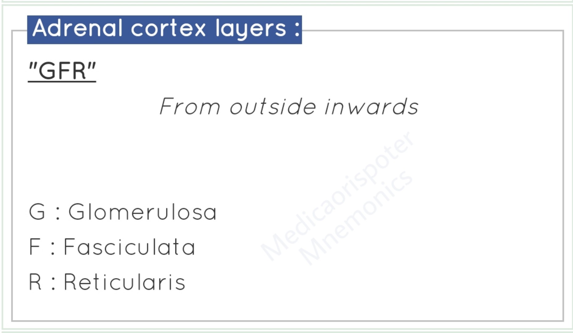 Adrenal Cortex Layers