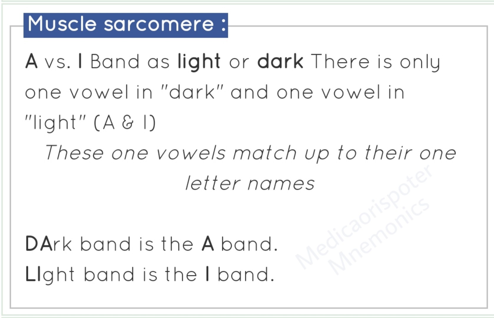 Muscle Sarcomere