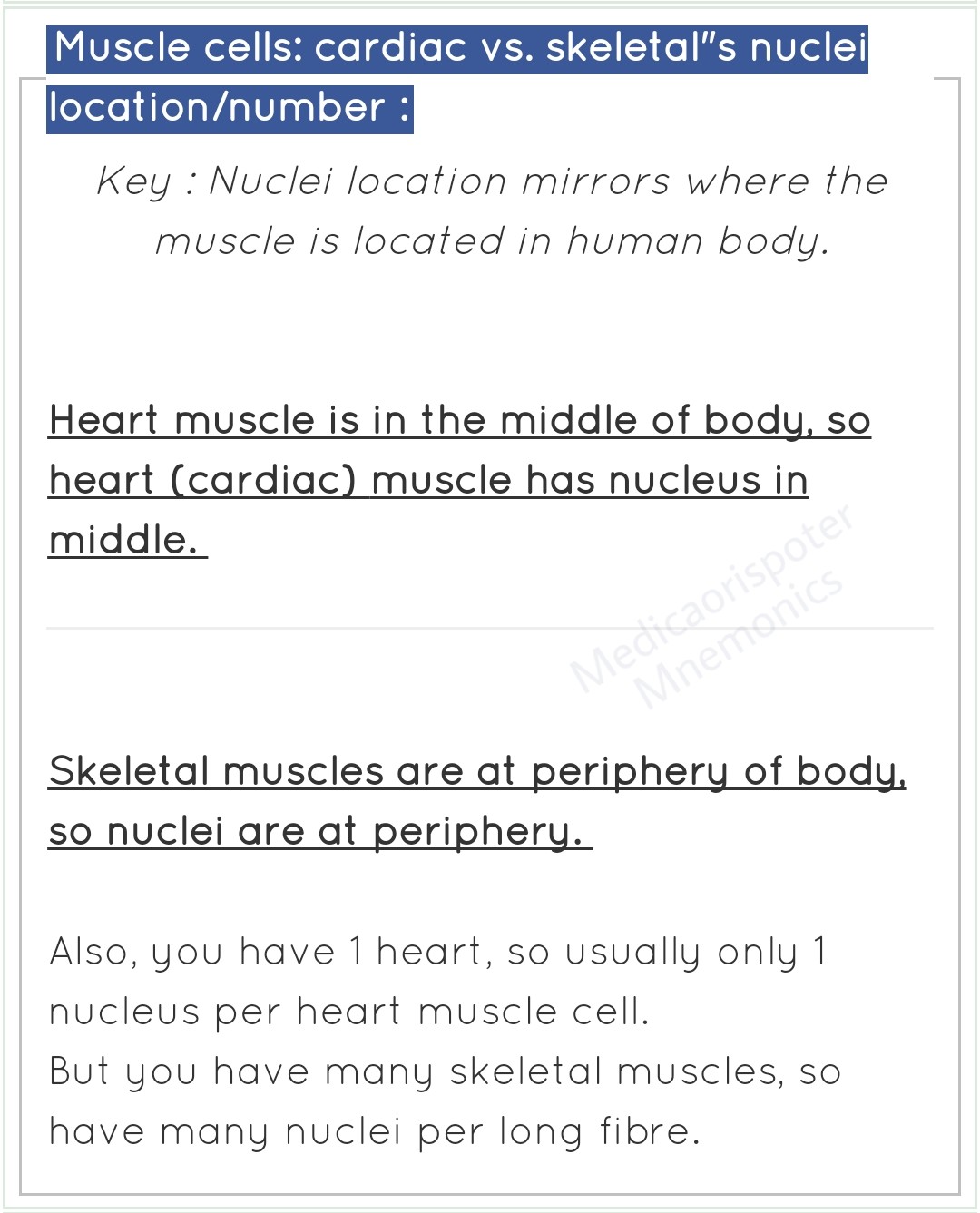 Muscle cell Cardiac vs Skeletal Muscle