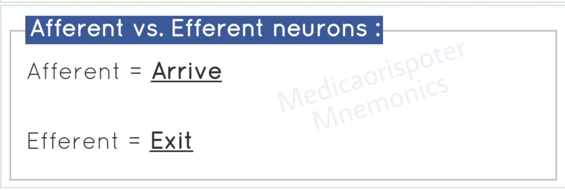 Afferent vs Efferent Neurons
