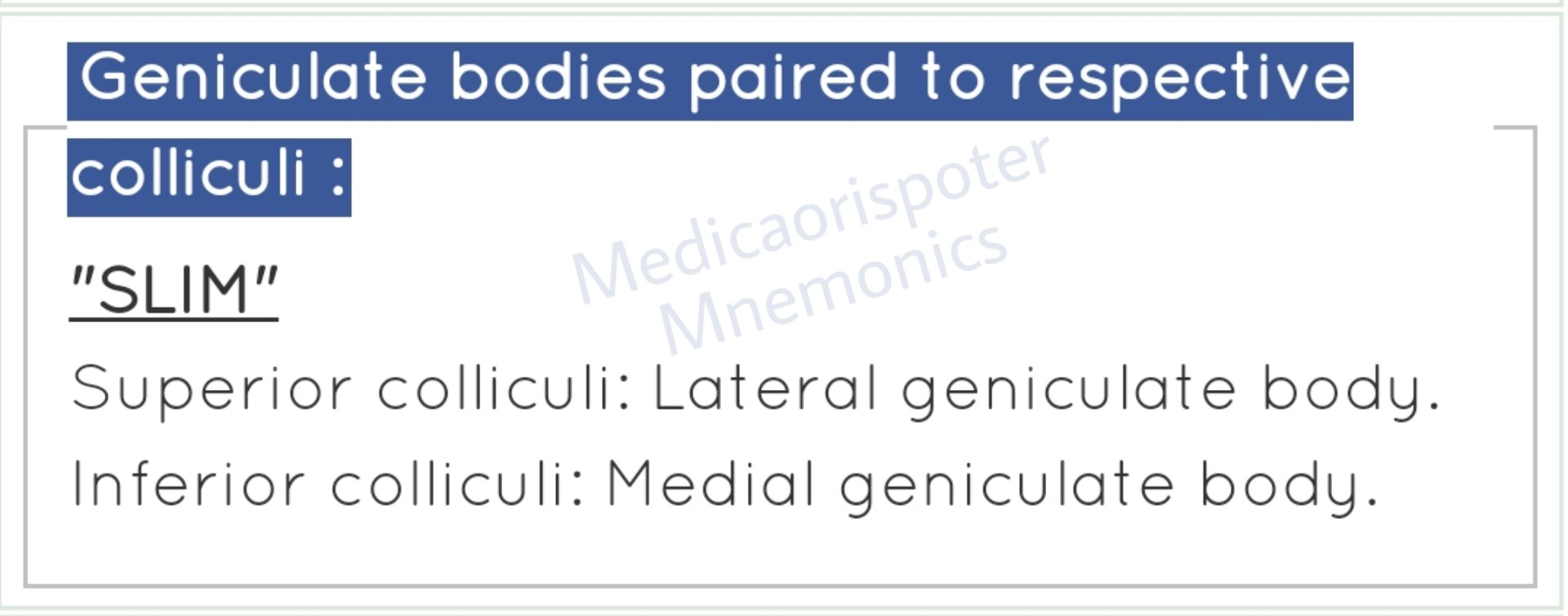 Geniculate Bodies Paired to Respective Colliculi