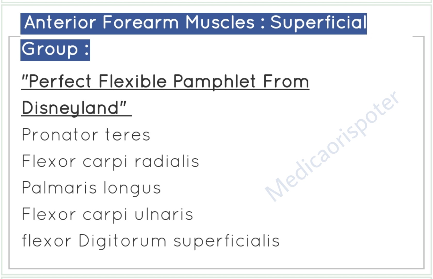 Anterior Forearm Muscles Superficial Group 