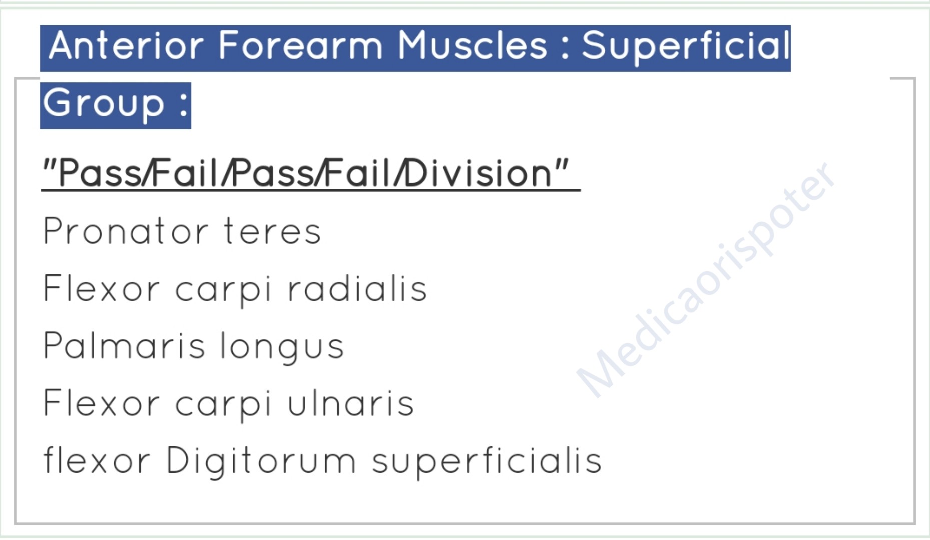Anterior Forearm Muscles Superficial Group