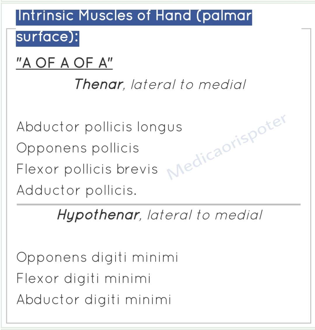 Intrinsic Muscles of the Hand Palmer Surface