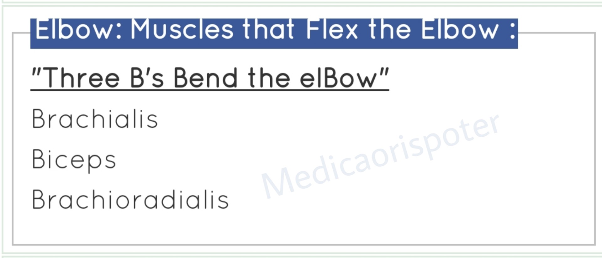 Muscles that Flex the Elbow