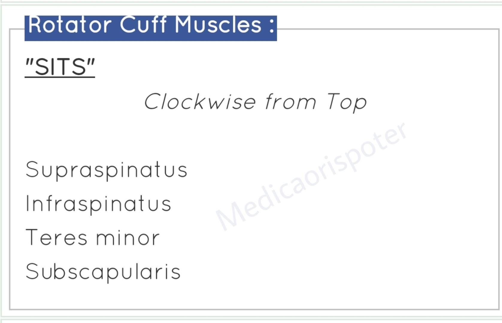 Rotator Cuff Muscles