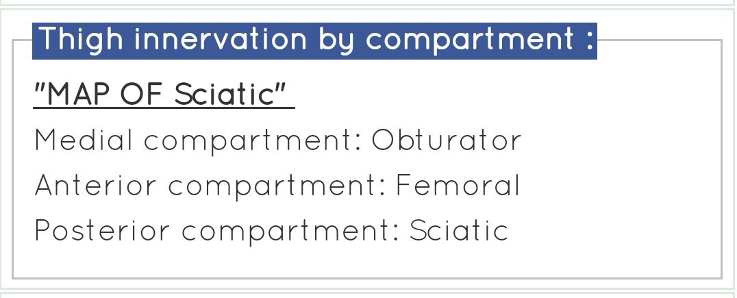 Innevation of The Thigh by Compartment