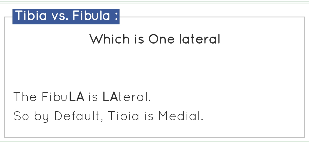 Tabia vs Fibula Which one is Medial