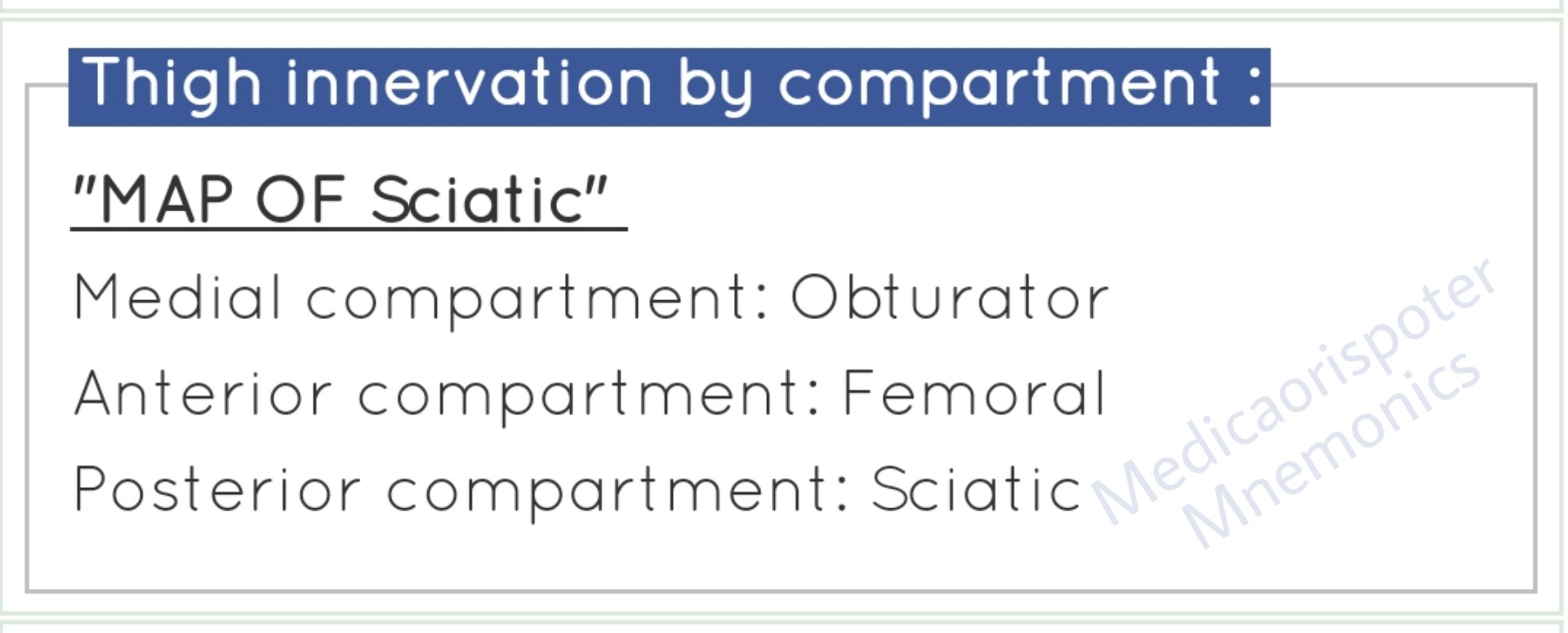 Thigh Innevation by Compartments