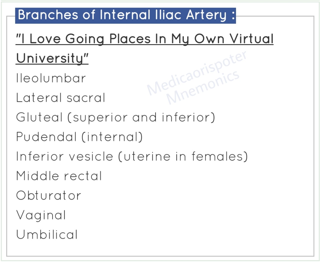 Internal Iliac Artery Branches