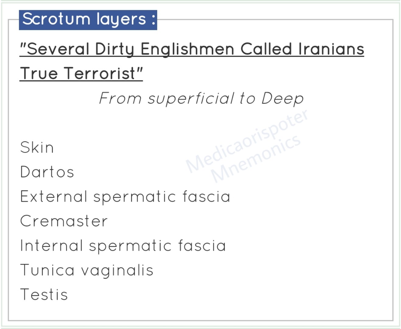 Layers of Scrotum