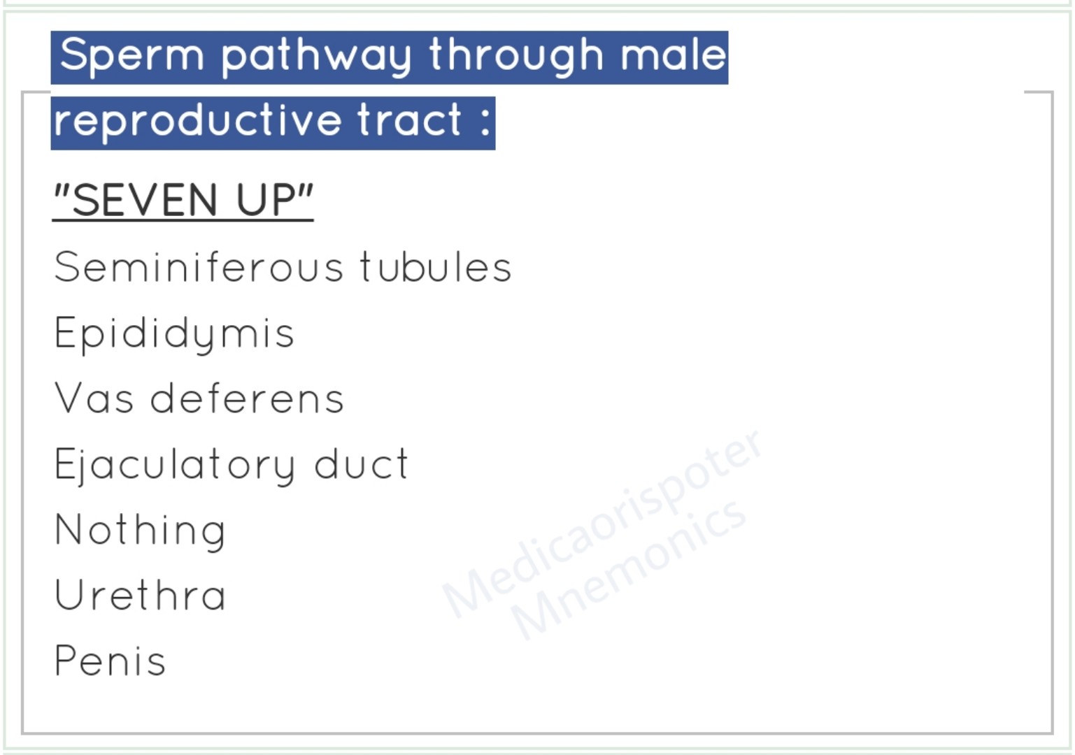 Sperm Pathway through Male Reproductive Tract