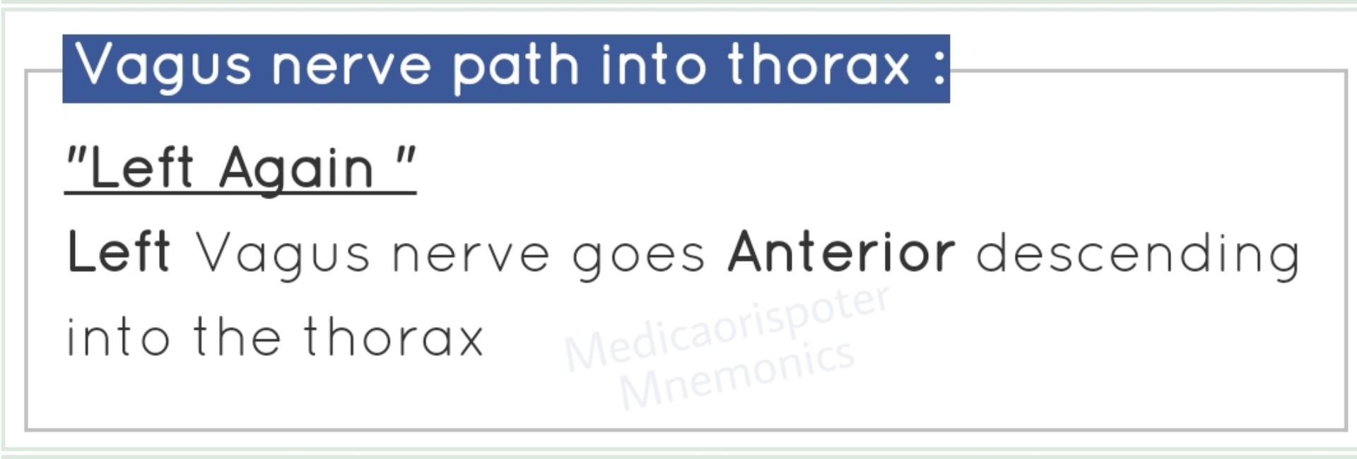 Vagus Nerve Path into the Thorax